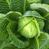 Trebam li ukloniti donje listove kupusa